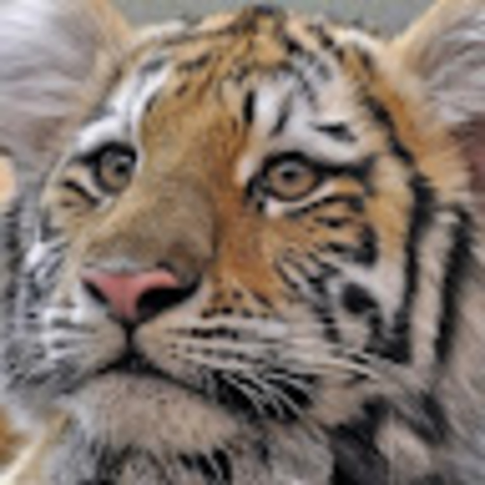 Meet your Posher, Tigeryoly